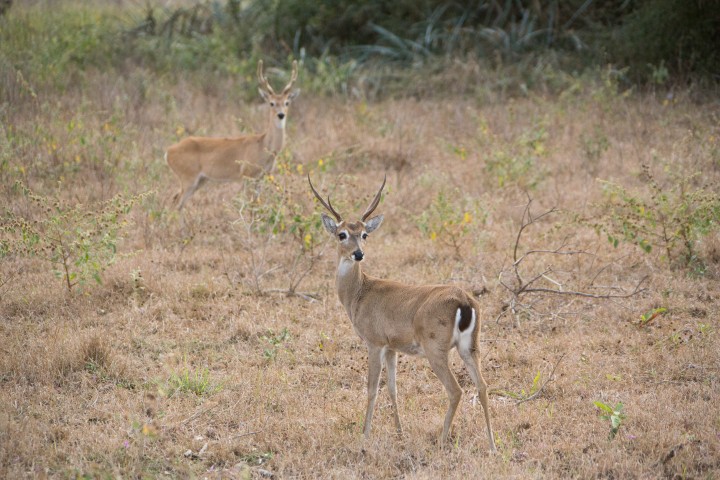 Pantanal - Photo by 